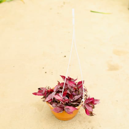 Buy Wandering Jew Red in 6 Inch Hanging Pot (any colour) Online | Urvann.com