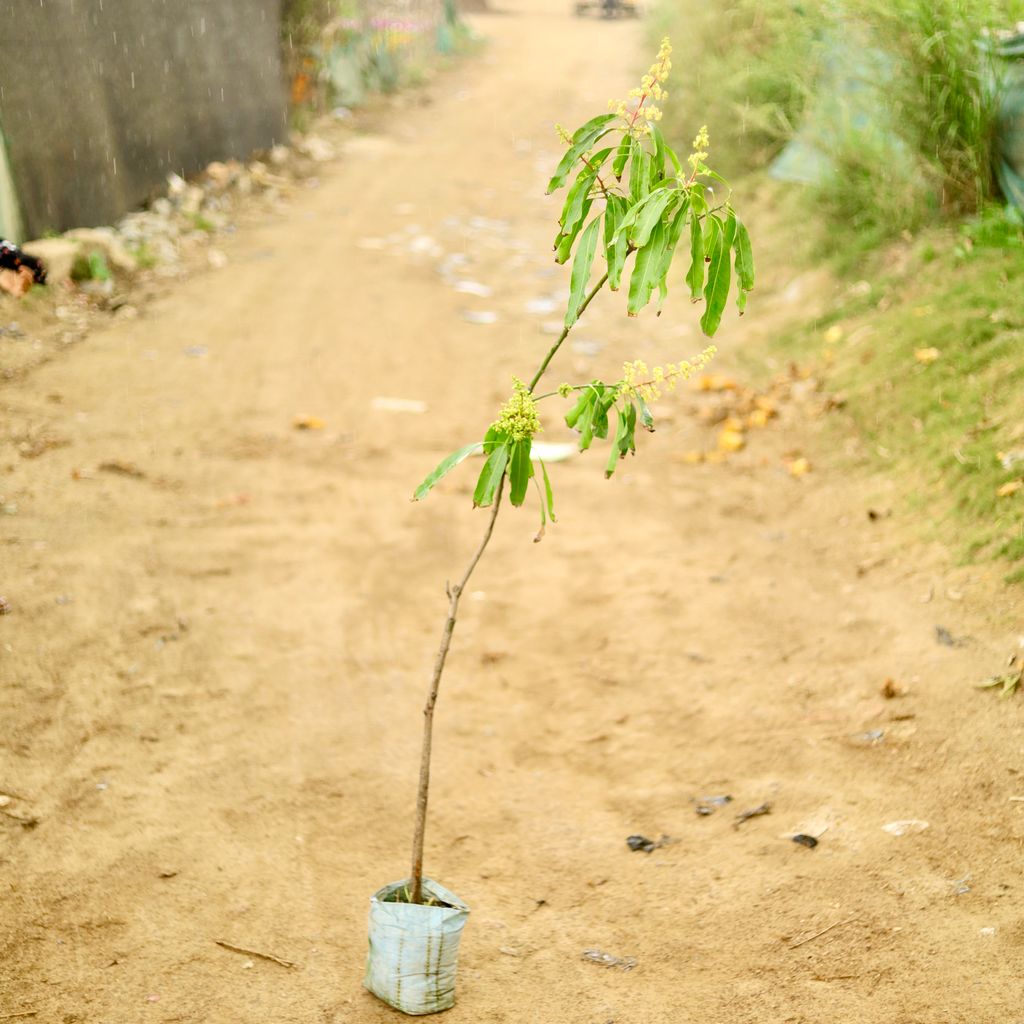 Mango (~ 5 Ft) in 10 Inch Nursery Bag