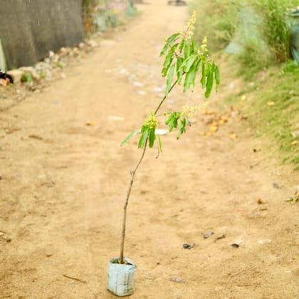 Buy Mango (~ 5 Ft) in 10 Inch Nursery Bag Online | Urvann.com