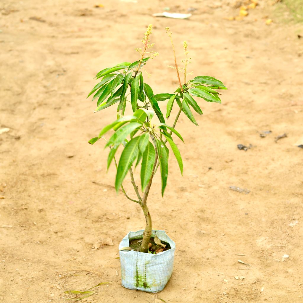 Thai Mango / Aam all time (~ 2 Ft) in 10 Inch Nursery Bag