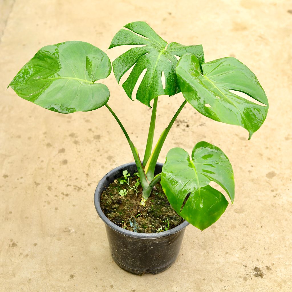 Monstera Deliciosa in 10 Inch Nursery Pot