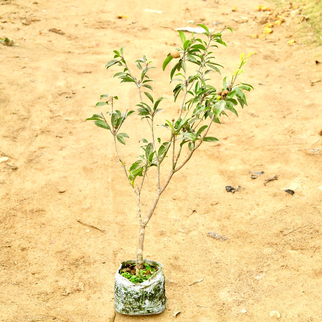 Chiku / Sapodilla (~ 4 Ft) in 10 Inch Nursery Bag