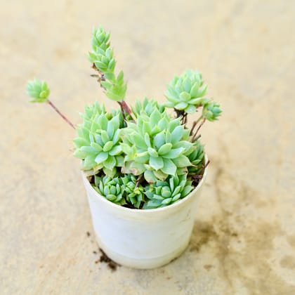 Buy Echeveria prolifica Multihead Succulent in 4 Inch Nursery Pot Online | Urvann.com