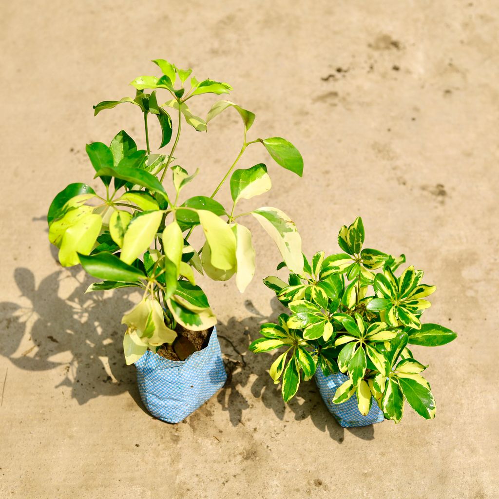 Set of 2 - Schefflera (Variegated & Brassia) in 4 Inch Nursery Bag