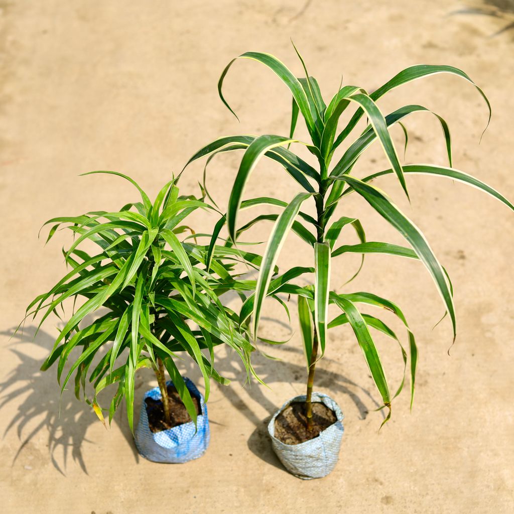 Set of 2 - Dracaena Jamaica & Green in 4 Inch Nursery Bag