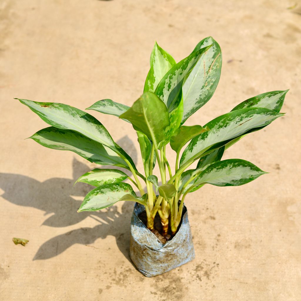 Free Next Day Delivery | Aglaonema Emerald Bay / Silver in 8 Inch ...