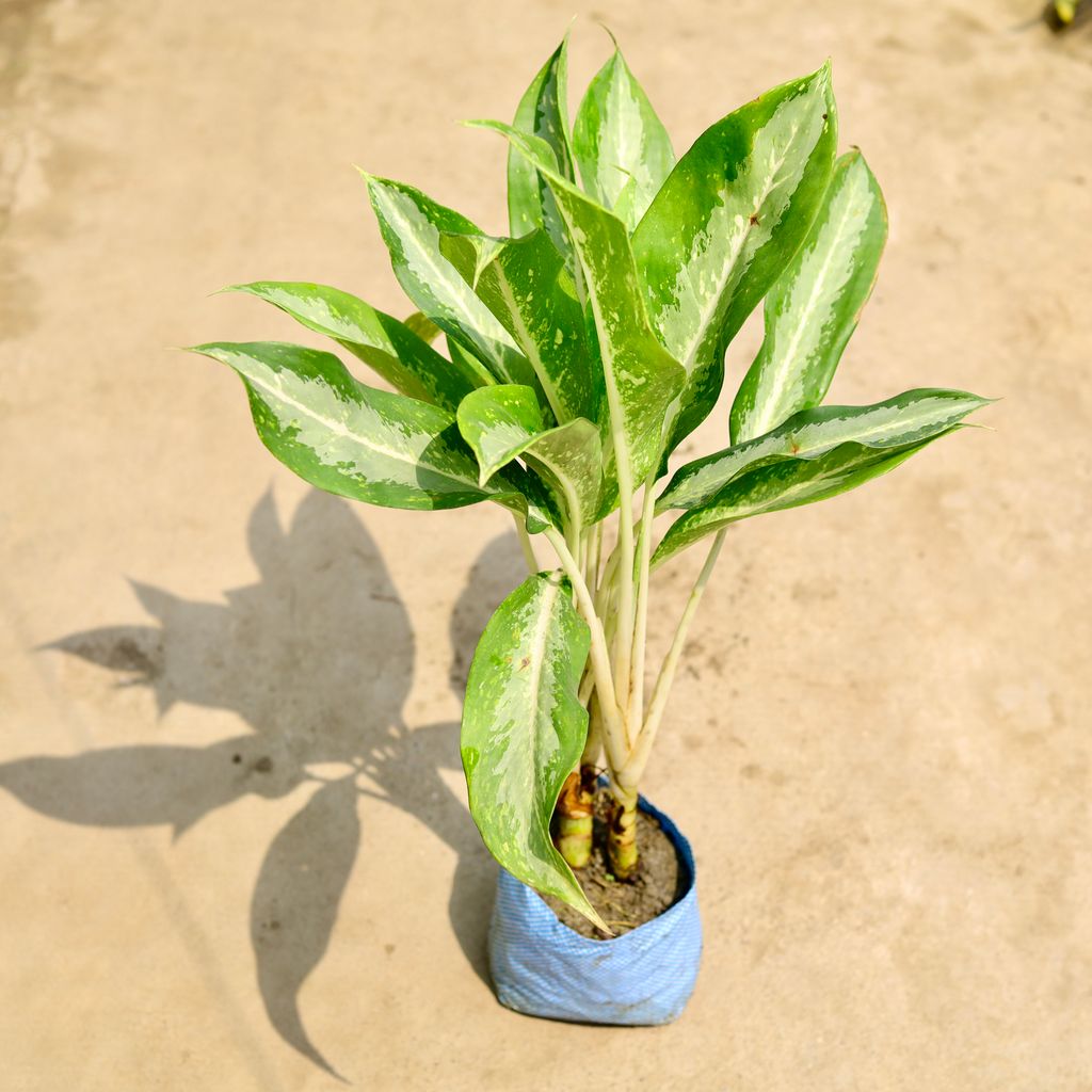 Aglaonema Dove in 8 Inch Nursery Bag