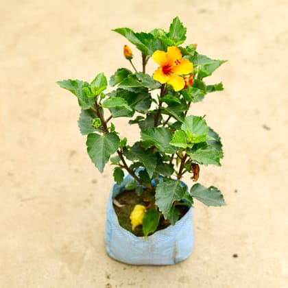 Buy Hibiscus / Gudhal Pune (any colour) in 8 Inch Nursery Bag Online | Urvann.com