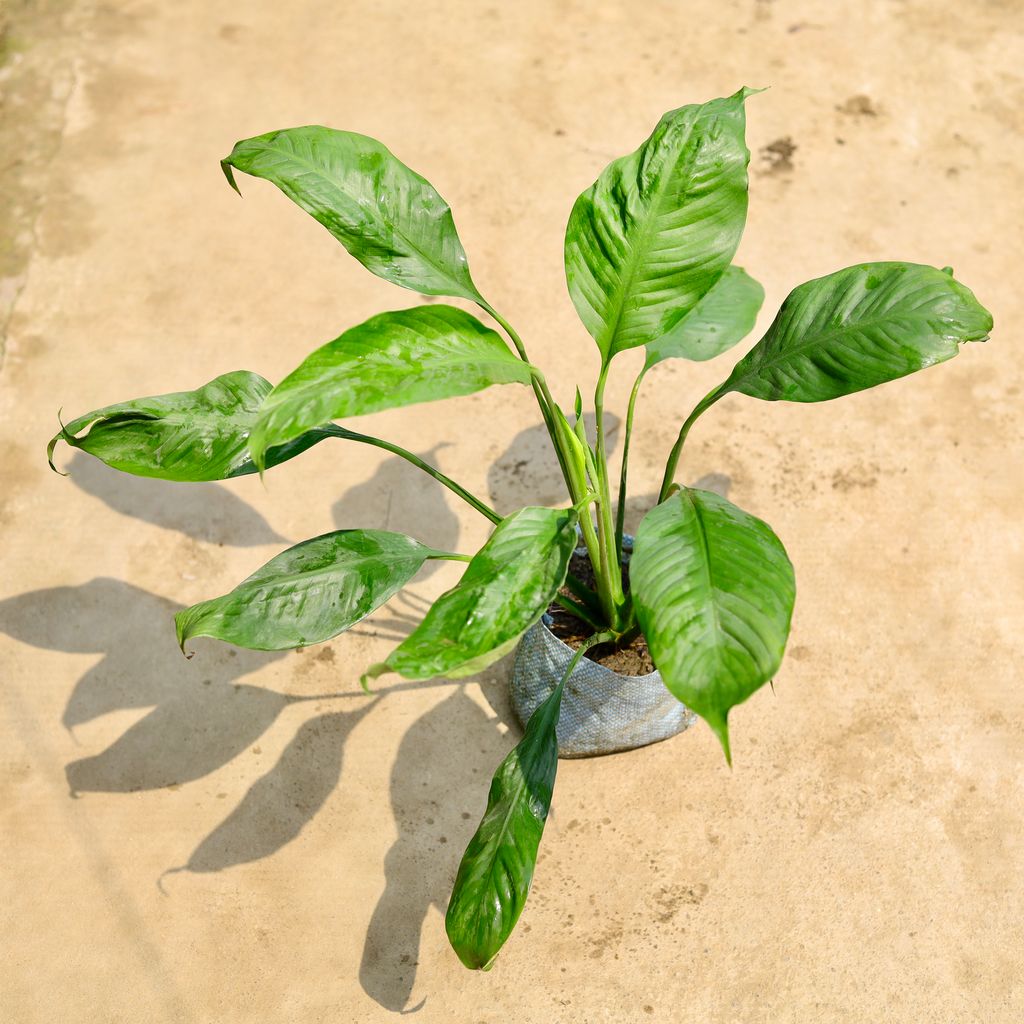 Peace Lily in 8 Inch Nursery Bag