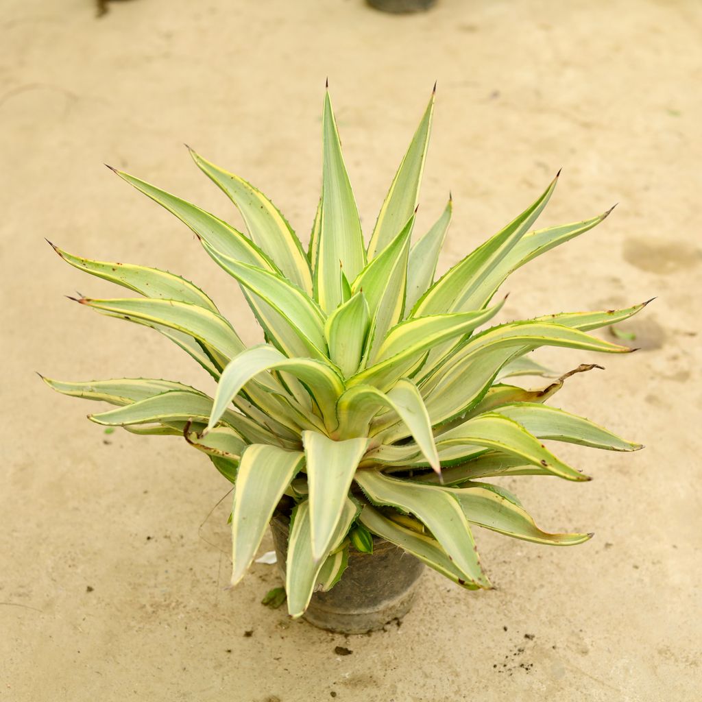 Agave Variegated / Kamal Cactus in 6 Inch Nursery Pot