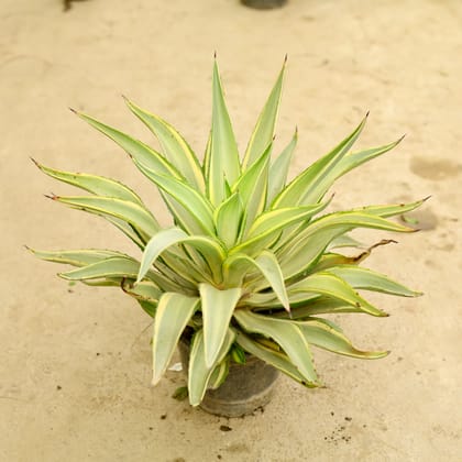 Buy Agave Variegated / Kamal Cactus in 6 Inch Nursery Pot Online | Urvann.com