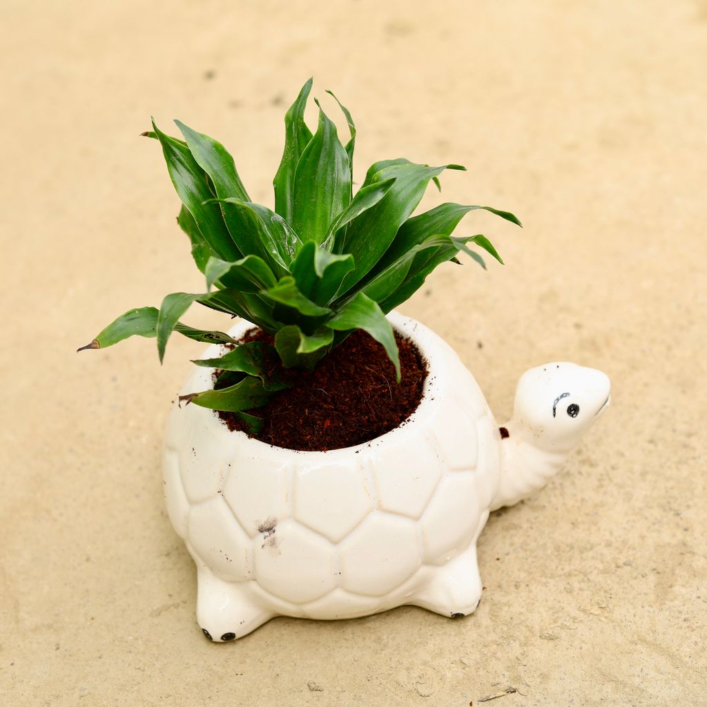 Dracaena Compacta in Inch 6 Inch Cute Turtle Designer Ceramic Pot (any colour & design)