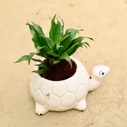 Buy Dracaena Compacta in Inch 6 Inch Cute Turtle Designer Ceramic Pot (any colour & design) Online | Urvann.com