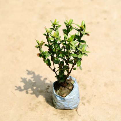 Buy Ixora (any colour) in 5 Inch Nursery Bag Online | Urvann.com