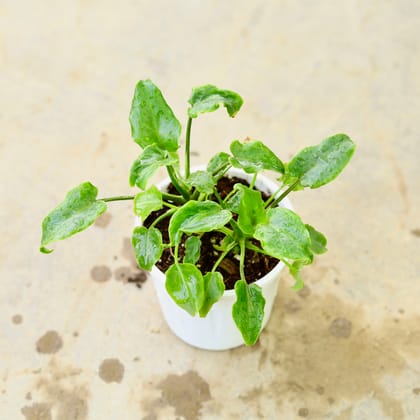 Buy Xanadu Green in 3 Inch Nursery Pot Online | Urvann.com