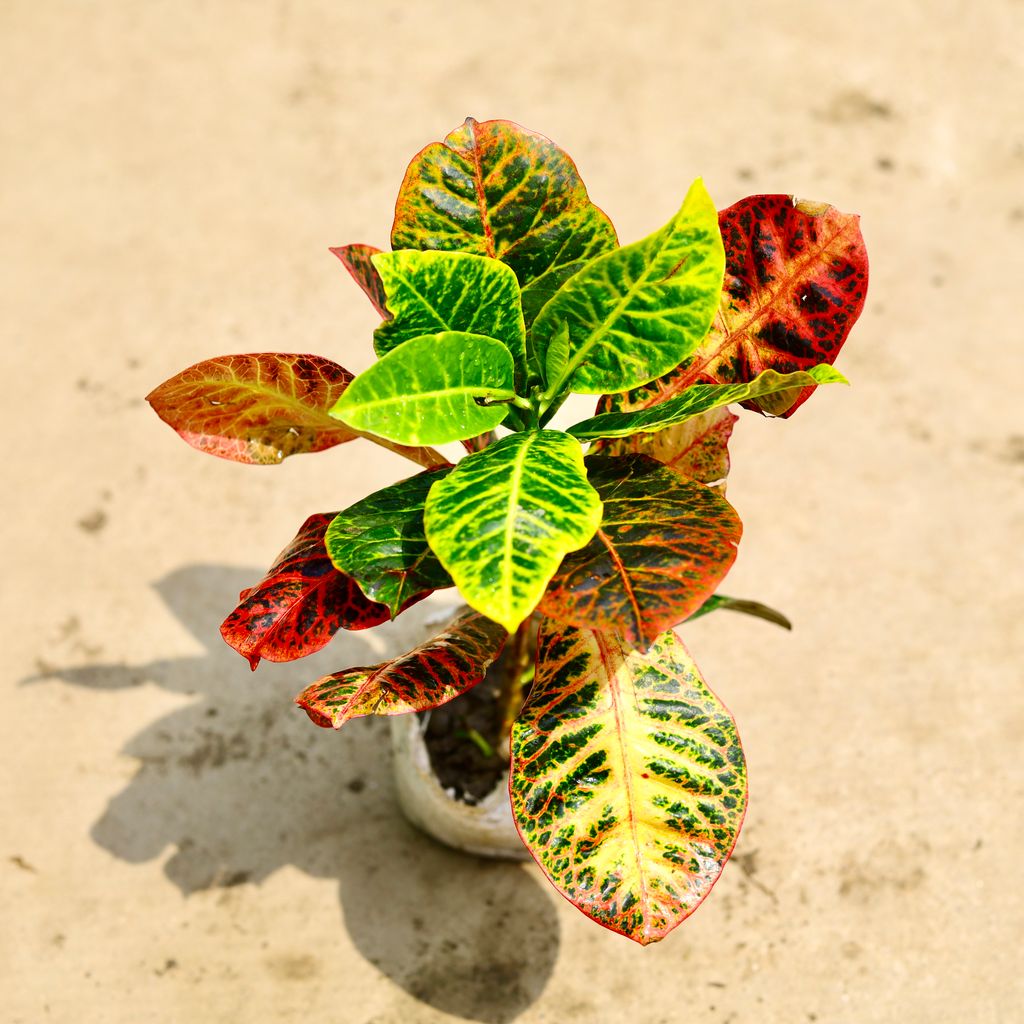 Croton Petra Colour in 4 Inch Nursery Bag