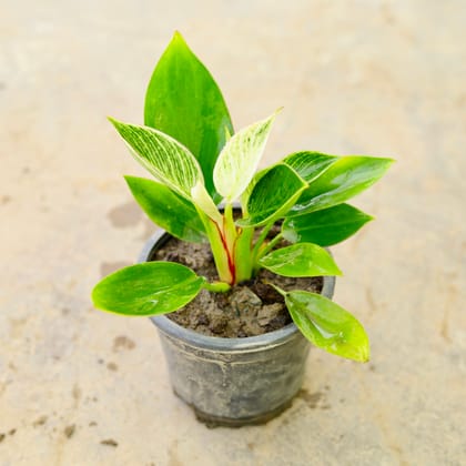 Buy Philodendron Birkin in 4 Inch Nursery Pot Online | Urvann.com