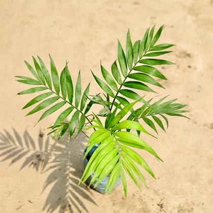 Buy Chamaedorea Palm in 4 Inch Nursery Bag Online | Urvann.com