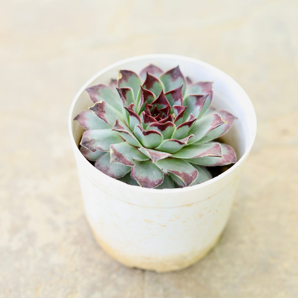 Laxmi / Lakshmi Kamal Succulent in 4 Inch Nursery Pot