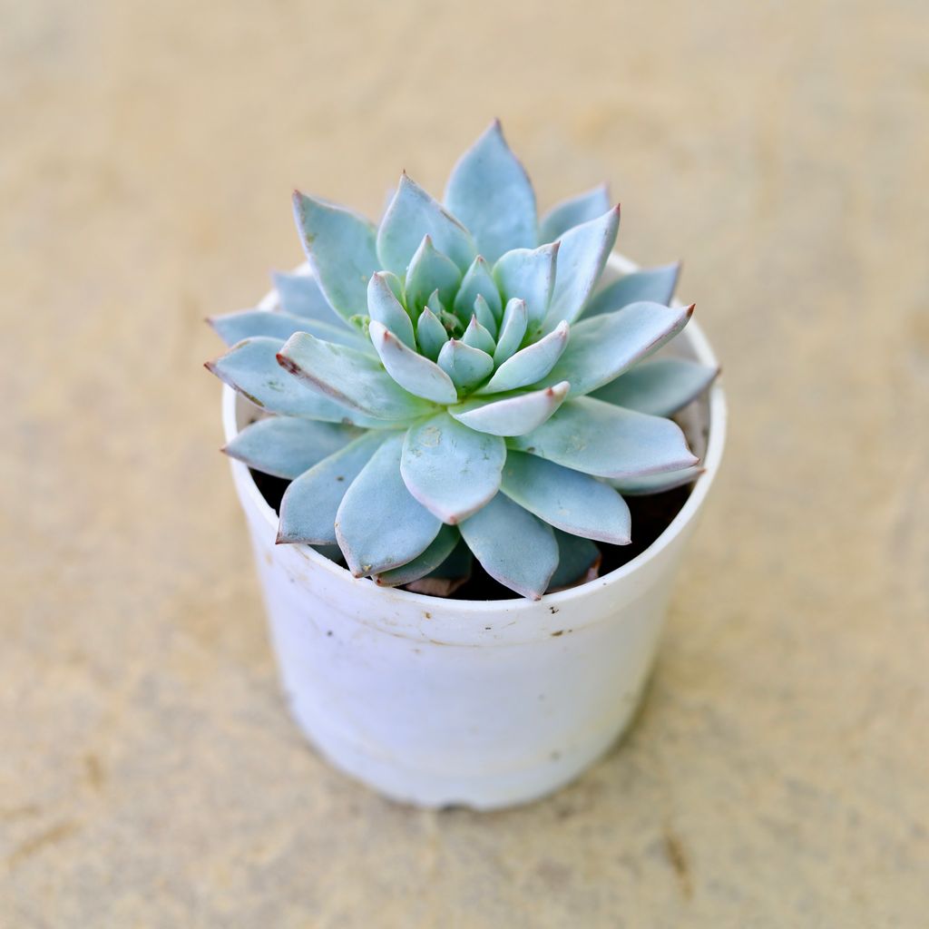 Echeveria desmetiana flowery Succulent in 4 Inch Nursery Pot