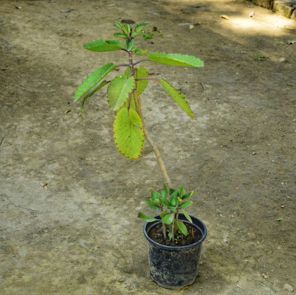 Patharchatta in 5 Inch Nursery Pot