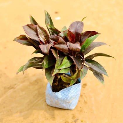 Buy Dracaena Rosea Red Green in 4 Inch Nursery Bag Online | Urvann.com