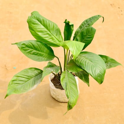 Buy Peace Lily Big Leaves in 6 Inch Nursery Bag Online | Urvann.com