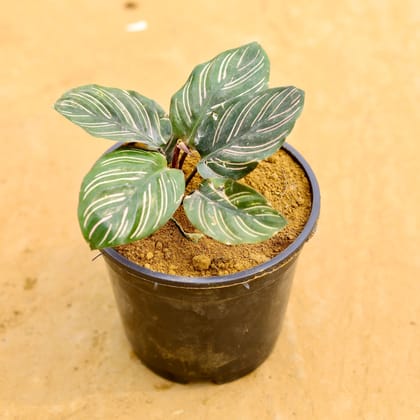 Buy Calathea Pin-stripe in 6 Inch Nursery Pot Online | Urvann.com