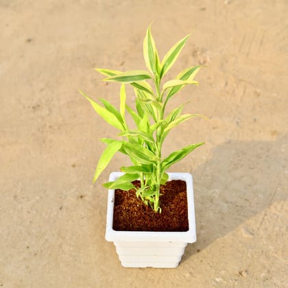 Buy Golden Lucky Bamboo in 6 Inch White Marble Premium Orchid Square Plastic Pot Online | Urvann.com