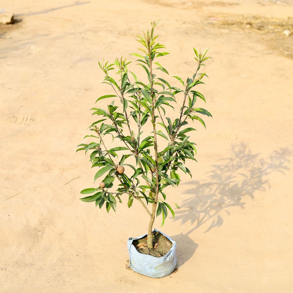 Chiku / Sapodilla Grafted in 10 Inch Nursery Bag