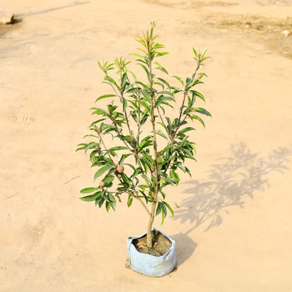 Buy Chiku / Sapodilla Grafted ~ 4-6 ft in 10 Inch Nursery Bag Online | Urvann.com