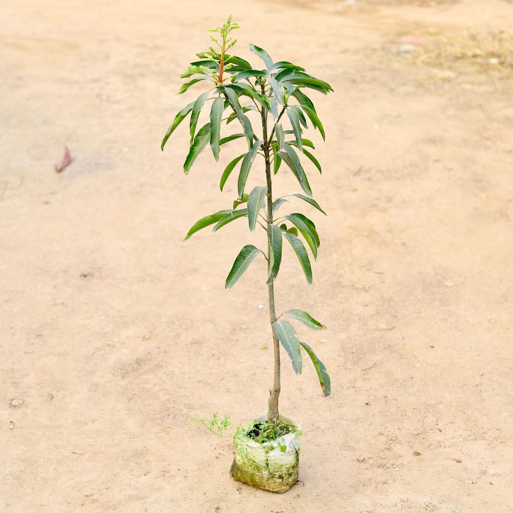 Mango Grafted 4-6 ft in 10 Inch Nursery Bag