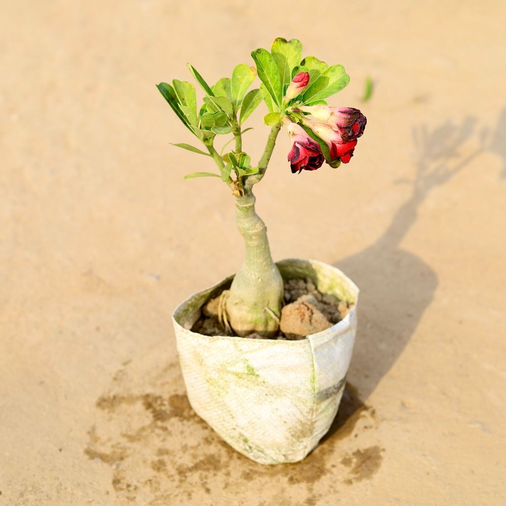 Adenium Grafted in 6 Inch Nursery Bag