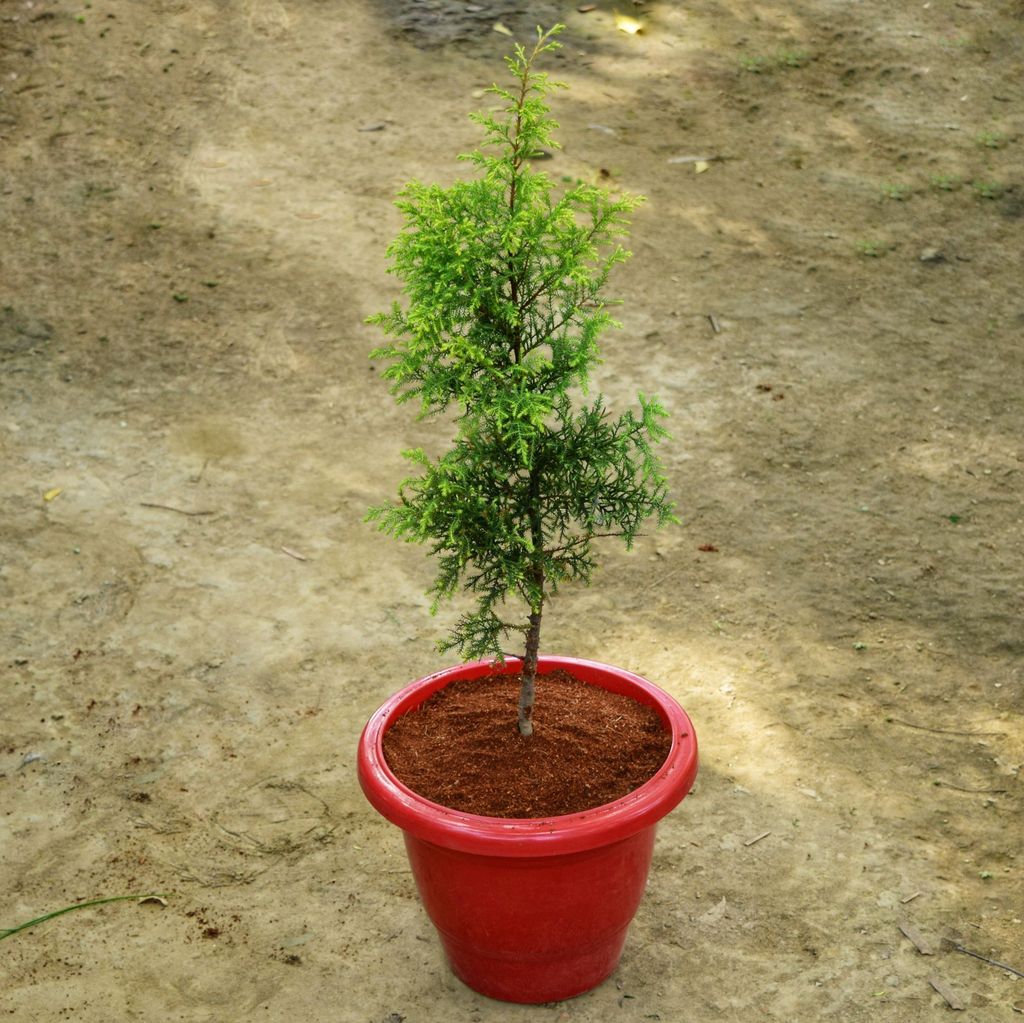 Juniperus Golden in 10 Inch Terracotta Red Classy Plastic Pot