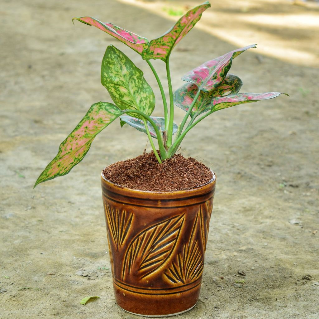 Aglaonema Pink Dalmatian in 5 Inch Balti Designer Ceramic Pot (any colour & design)