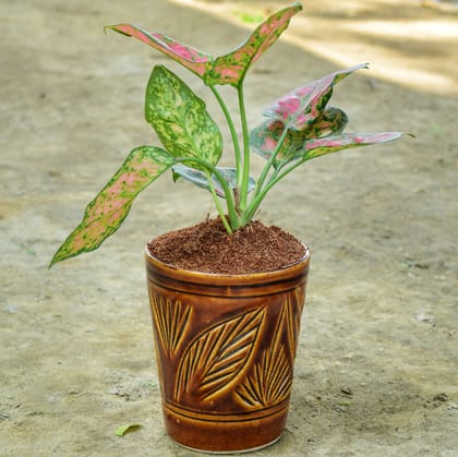 Buy Aglaonema Pink Dalmatian in 5 Inch Balti Designer Ceramic Pot (any colour & design) Online | Urvann.com