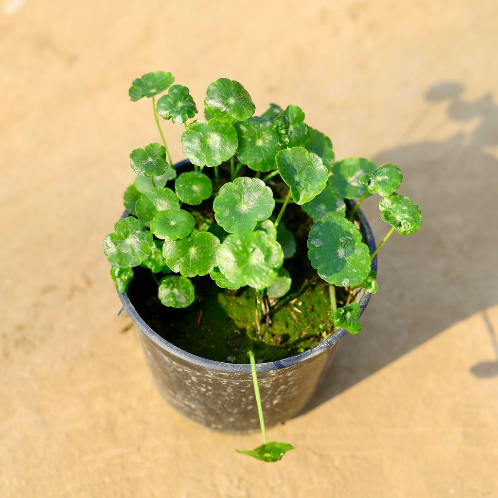 Brahmi Dollar / Pennywort in 4 Inch Nursery Pot