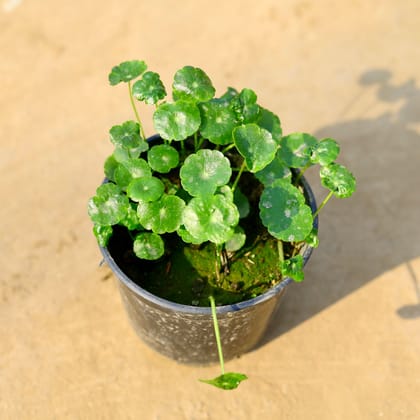 Buy Brahmi Dollar / Pennywort / Chinese Money Plant in 4 Inch Nursery Pot Online | Urvann.com