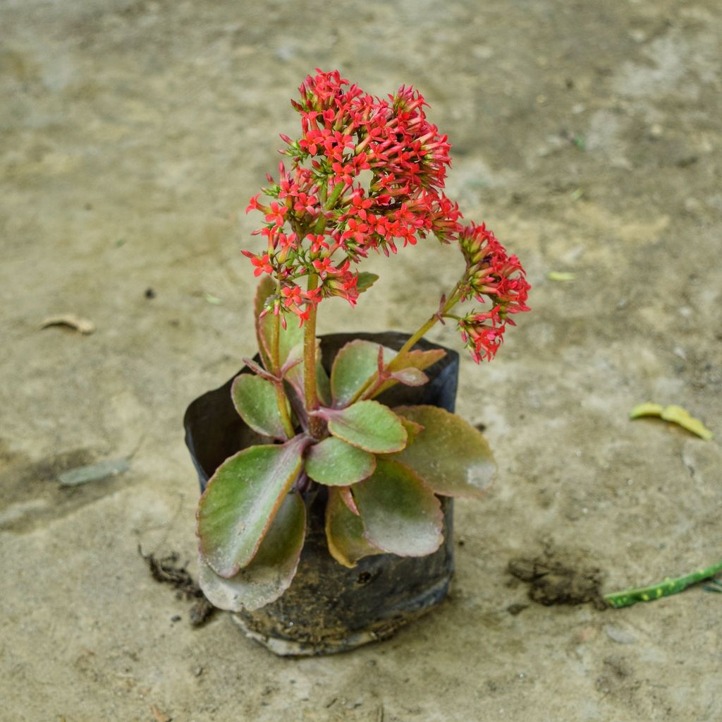 Kalanchoe Succulent (any colour) in 3 Inch Nursery Bag