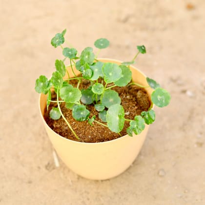 Buy Brahmi Dollar / Pennywort in 6 Inch Beige Marble Premium Orchid Round Plastic Pot Online | Urvann.com