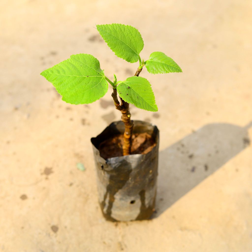 Fig / Anjeer in 4 Inch Nursery Bag