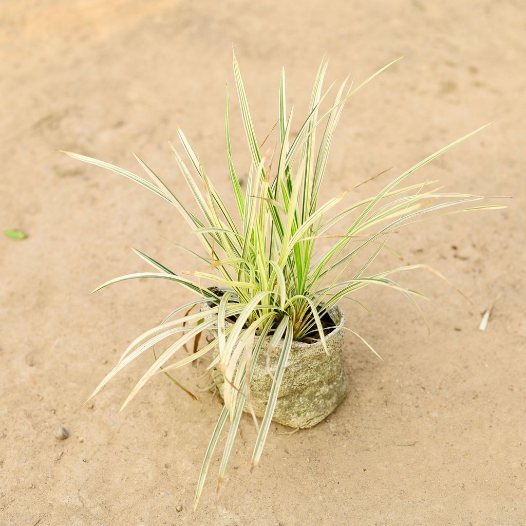 Ribbon Grass White in 4 Inch Nursery Bag