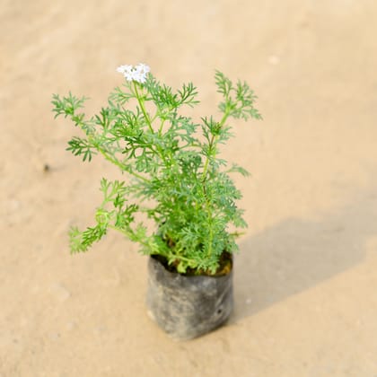 Buy Verbena all season White in 4 Inch Nursery Bag Online | Urvann.com