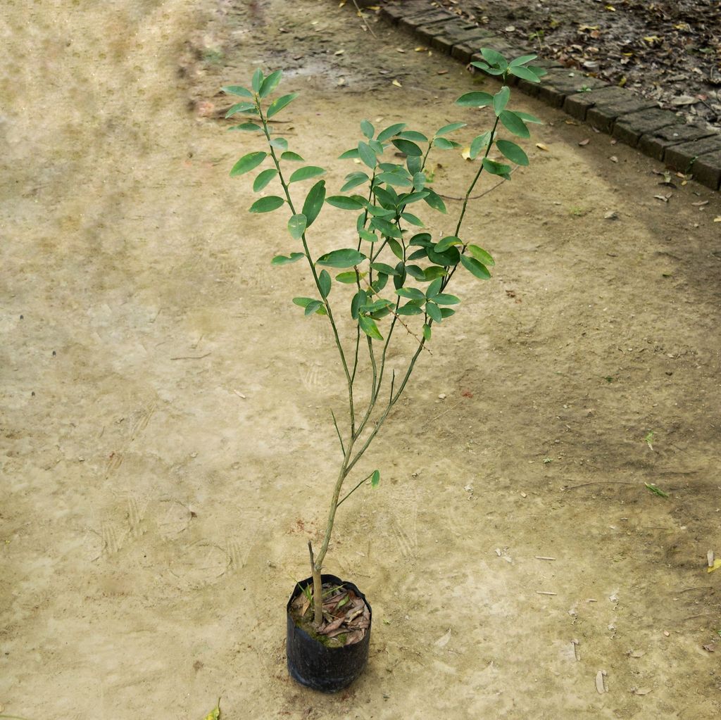 Kagzi Lemon / Nimbu in 5 Inch Nursery Bag