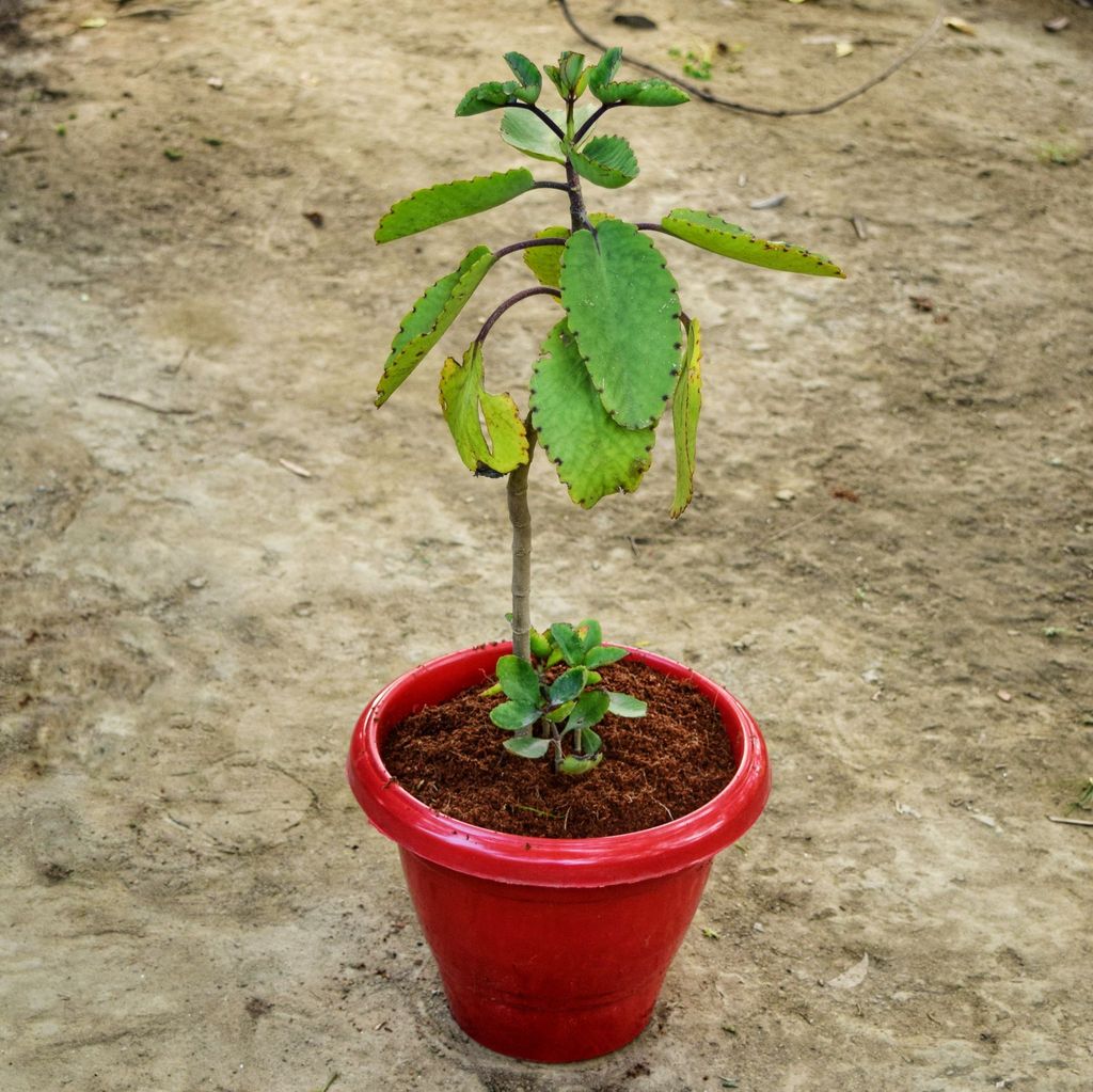 Patharchatta / Kalanchoe Pinnata in 8 Inch Classy Red Plastic Pot