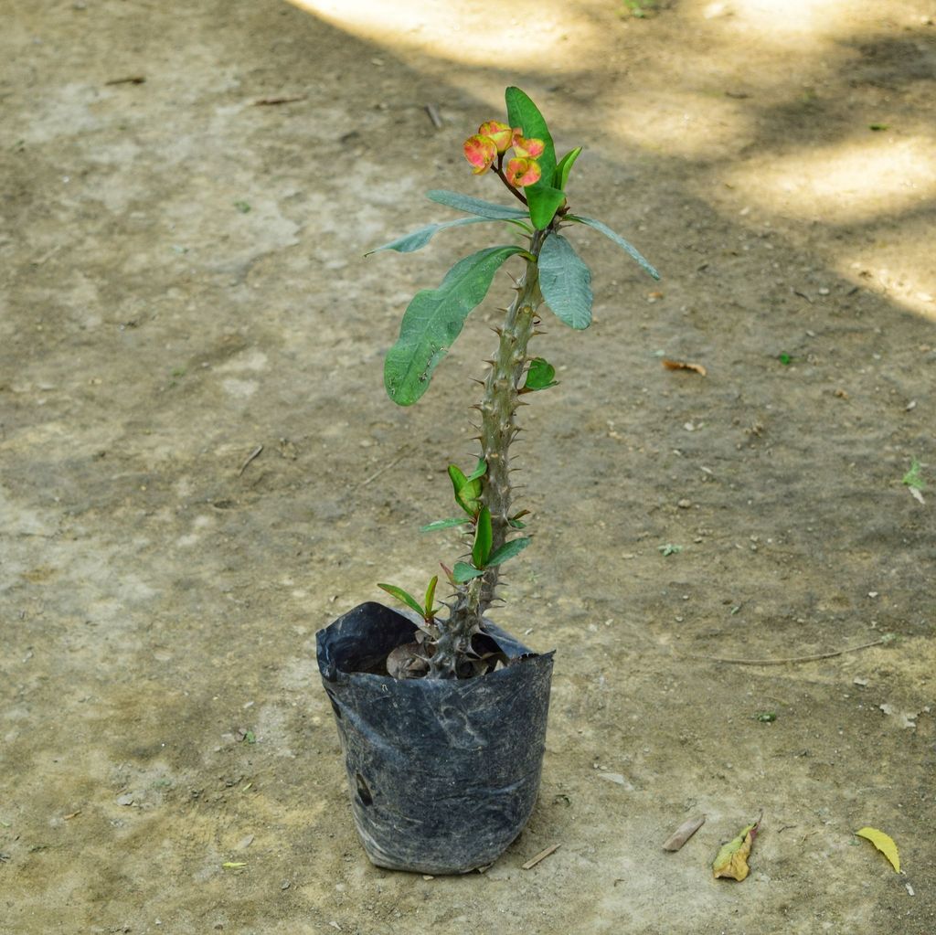 Euphorbia Mili (Any Colour) in 5 Inch Nursery Bag