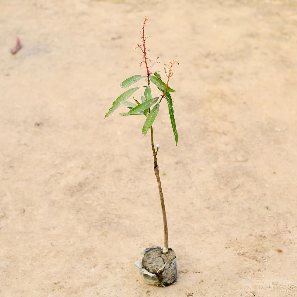 Mango Grafted in 6 Inch Nursery Bag