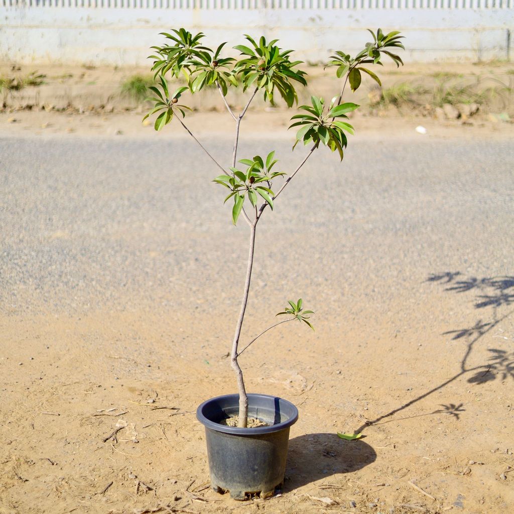 Chiku / Sapodilla (~ 4 Ft) in 12 Inch Nursery Pot