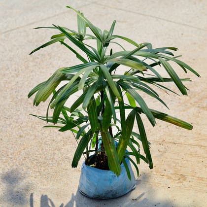 Buy Raphis / Rhaphis Palm in 10 Inch Nursery Bag Online | Urvann.com