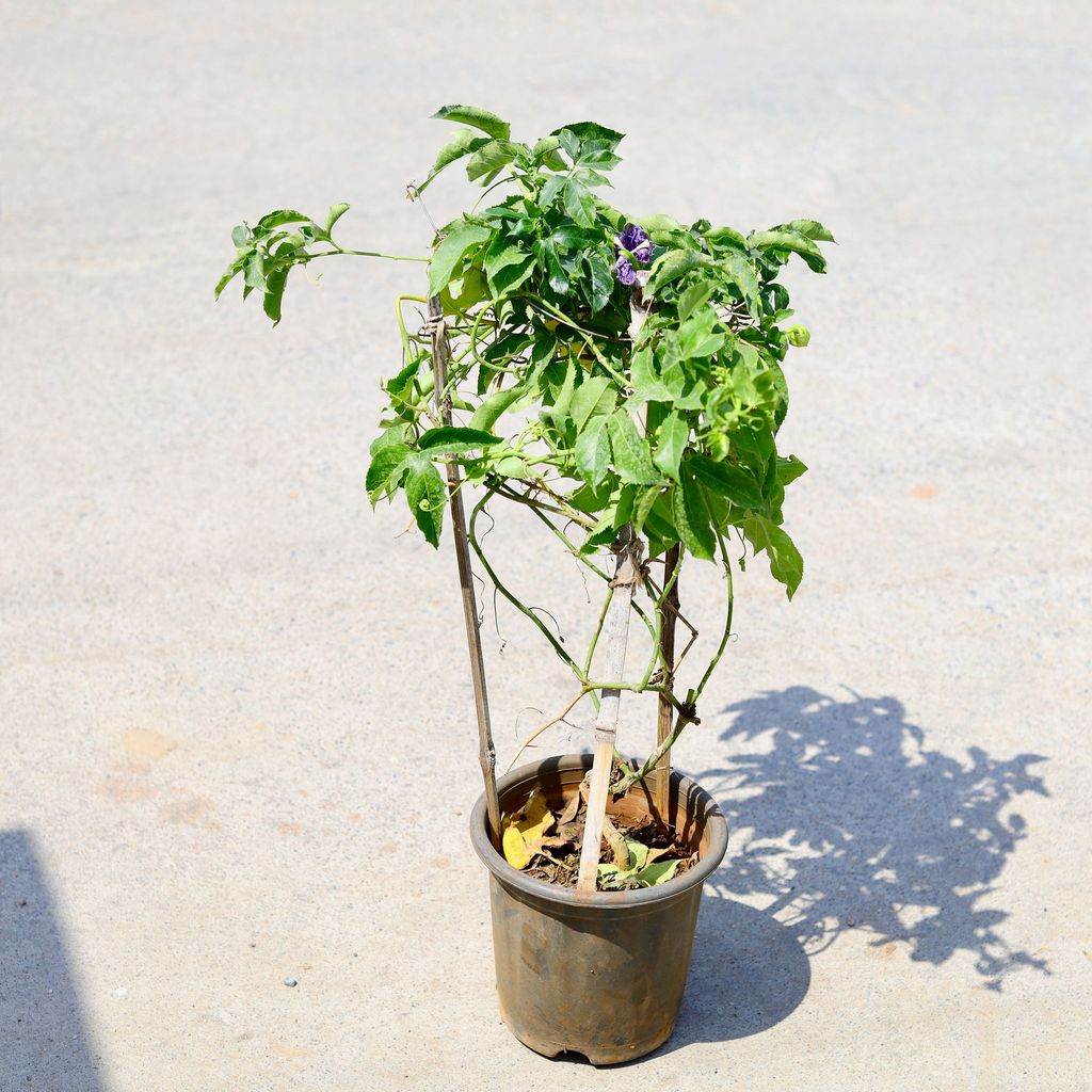 Rakhi Bel / Passiflora/ Passionflower (any colour) in 8 Inch Nursery Pot